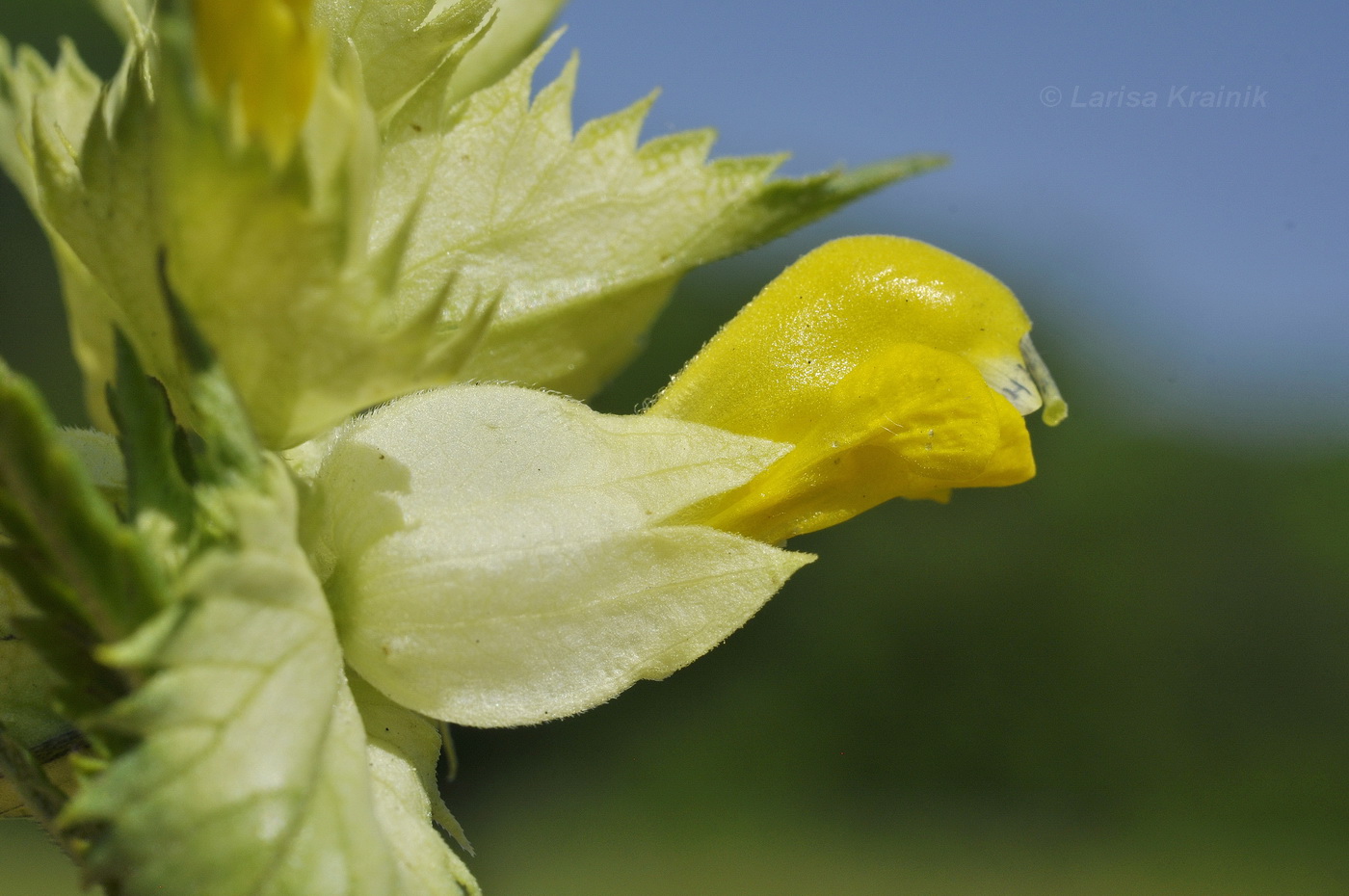 Image of Rhinanthus minor specimen.