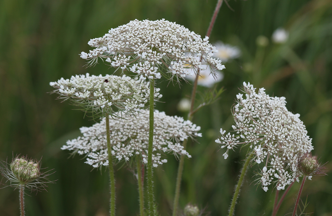 Изображение особи Daucus carota.