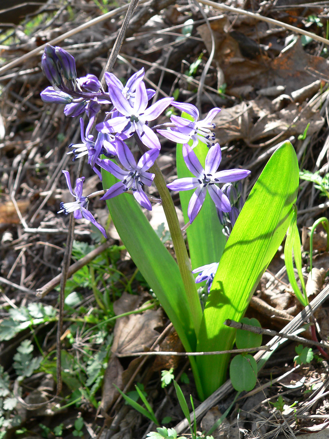 Image of Scilla vvedenskyi specimen.