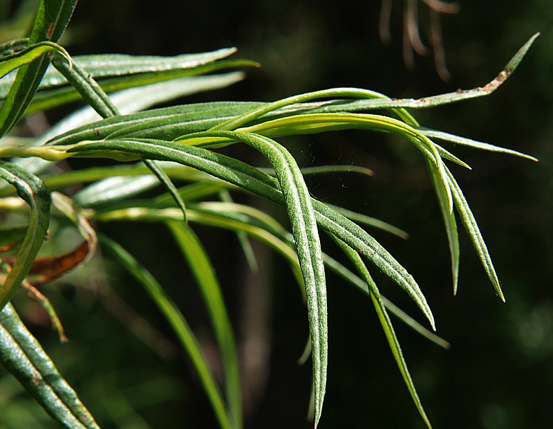 Image of Salix schwerinii specimen.