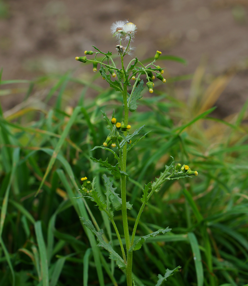 Image of Senecio vulgaris specimen.