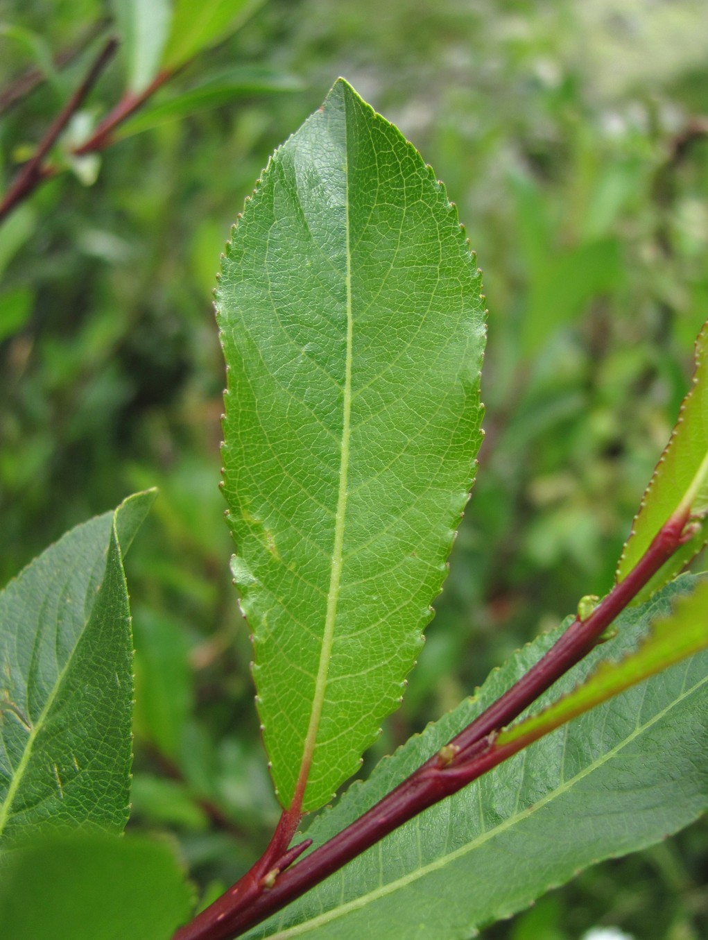 Image of Salix kazbekensis specimen.