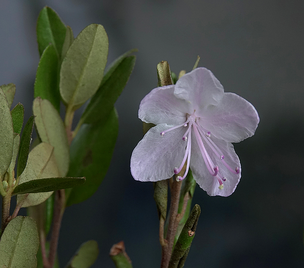 Изображение особи род Rhododendron.