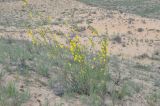 Chamaecytisus borysthenicus