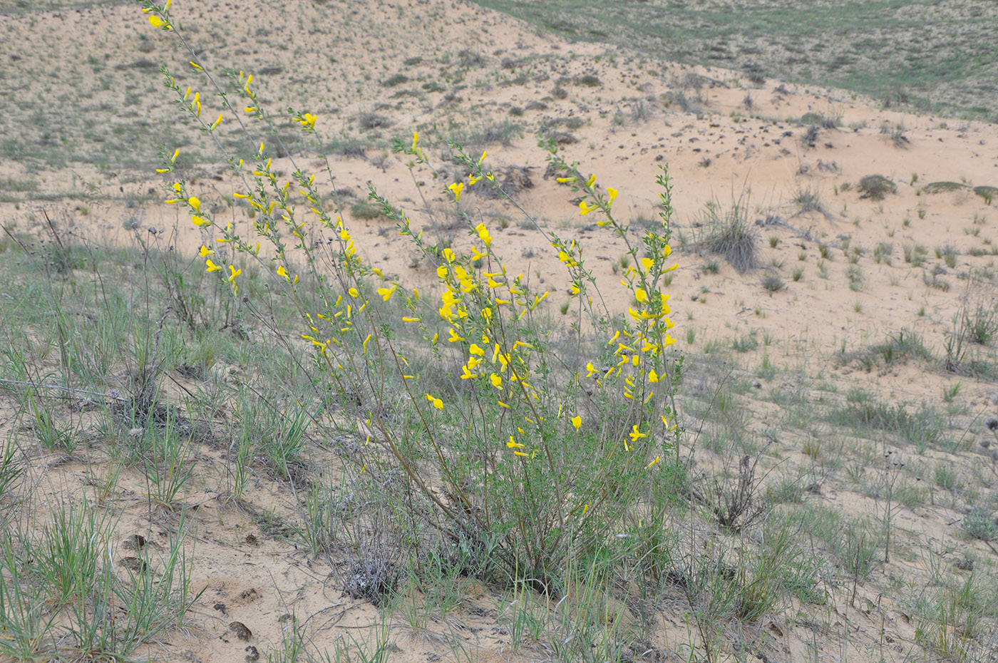 Image of Chamaecytisus borysthenicus specimen.