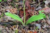 Platanthera bifolia