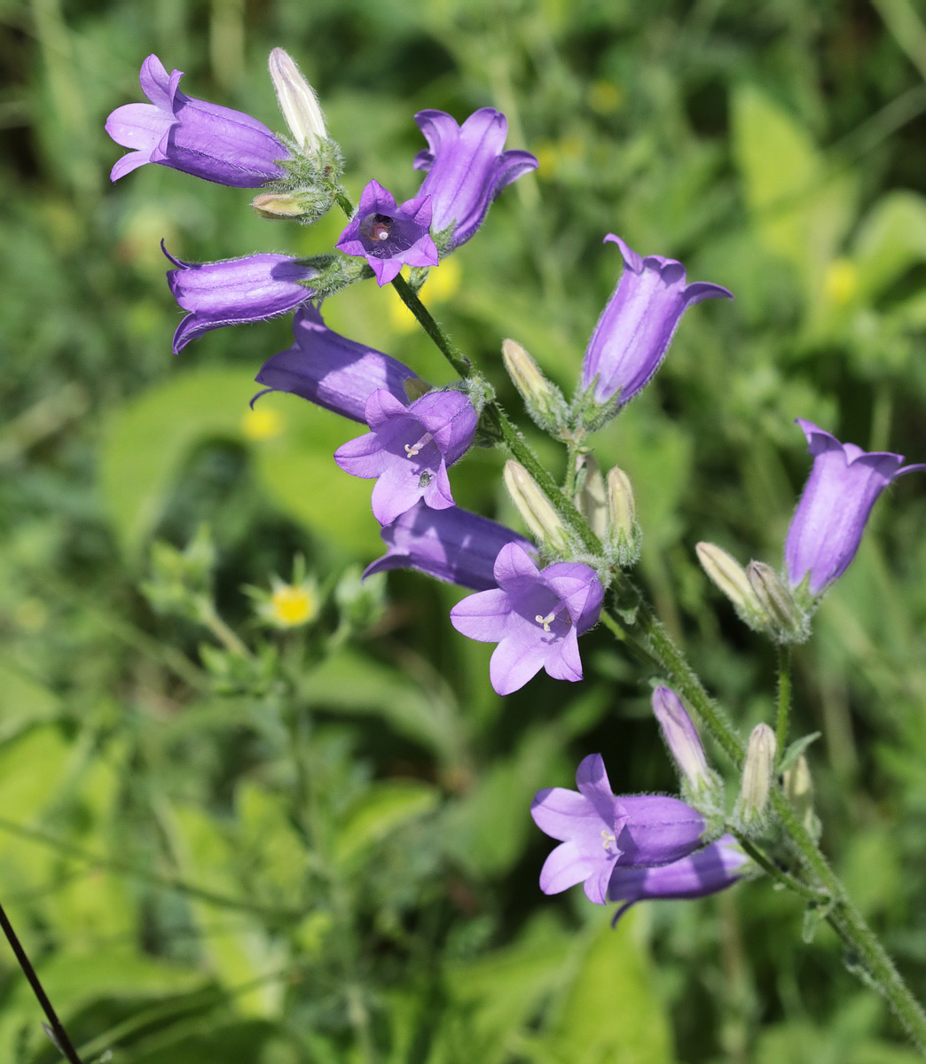 Image of Campanula praealta specimen.