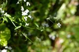 Arabidopsis ovirensis. Верхушка побега с соцветием (пересажен с окр. ж.-д. Саблино). Санкт-Петербург, Петроградский р-н, Ботанический сад им. Петра Великого, в овраге среди Aegopodium podagraria, Dryopteris filix-mas, Taraxacum officinale s.l., Lysimachia nummularia. 01.06.2021.