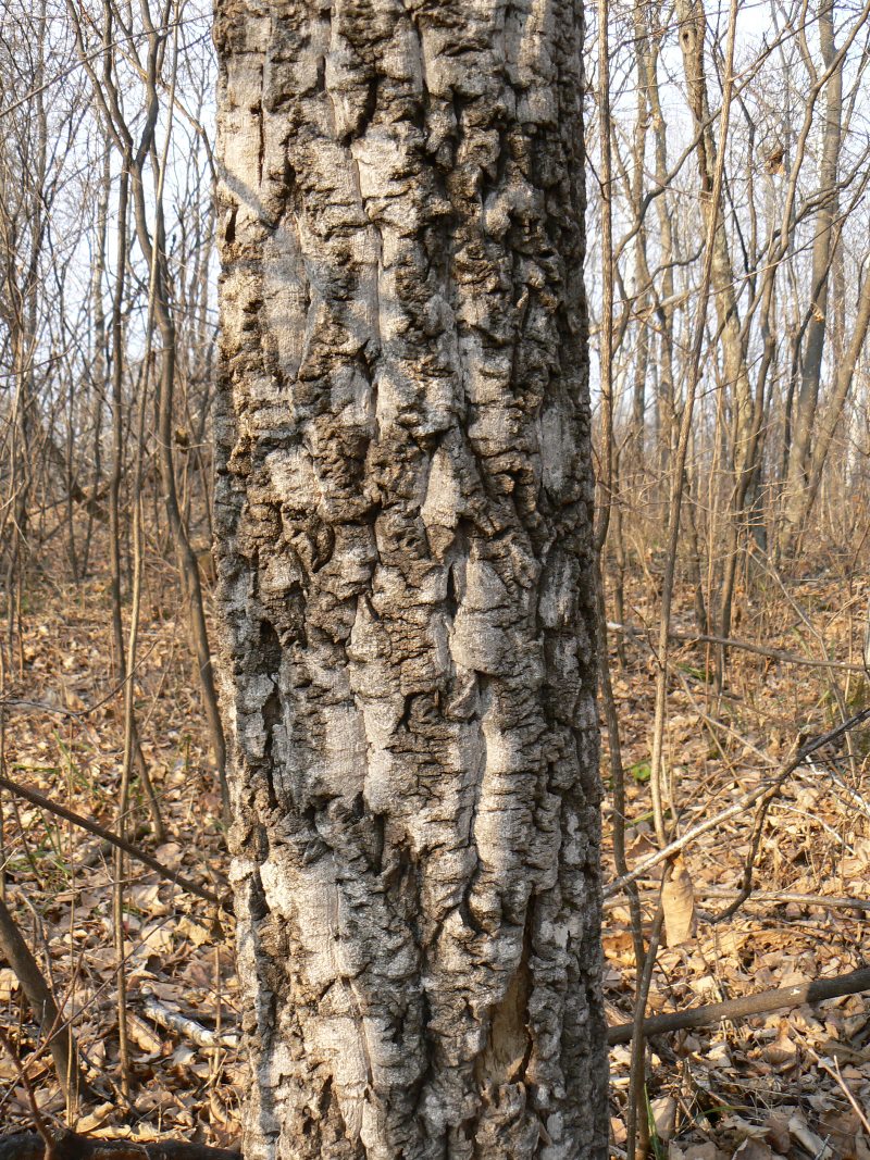 Изображение особи Phellodendron amurense.