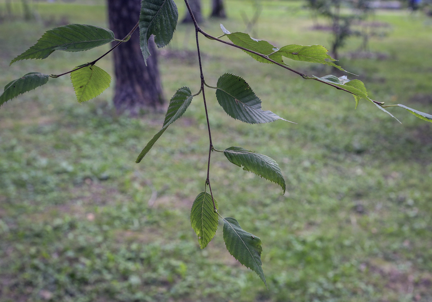 Image of Betula costata specimen.