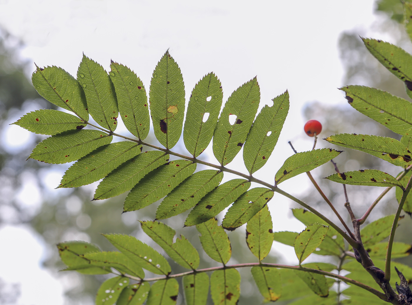 Image of Sorbus decora specimen.