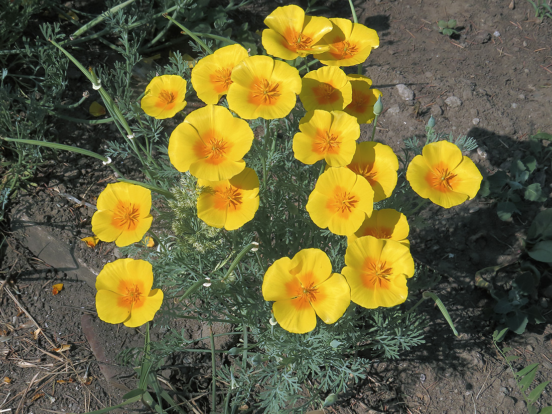 Image of Eschscholzia californica specimen.