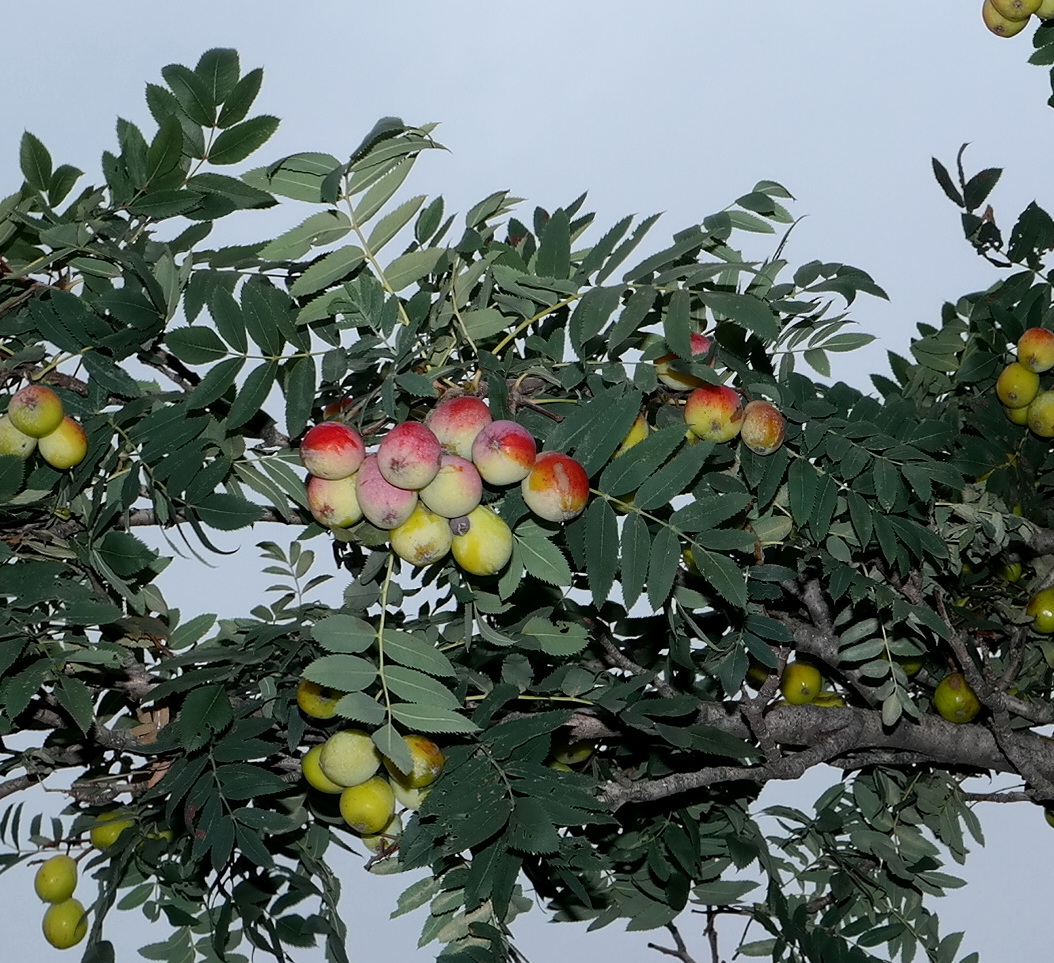 Image of Sorbus domestica specimen.