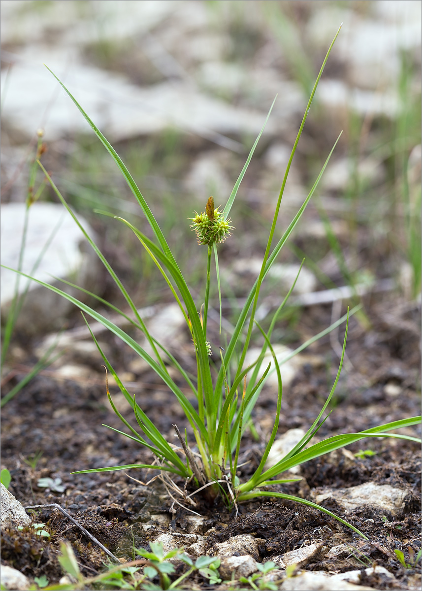 Image of Carex serotina specimen.