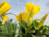 Chamaecytisus wulffii