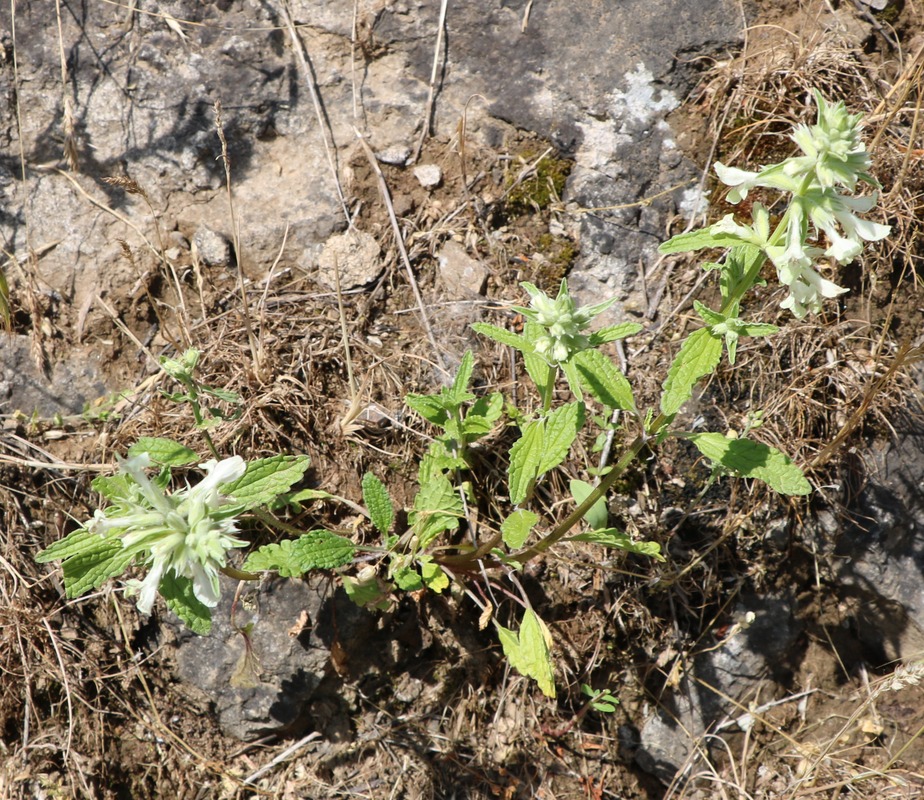 Image of Stachys pubescens specimen.