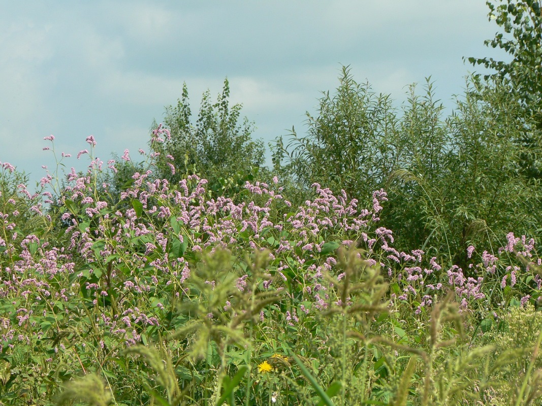 Изображение особи род Persicaria.