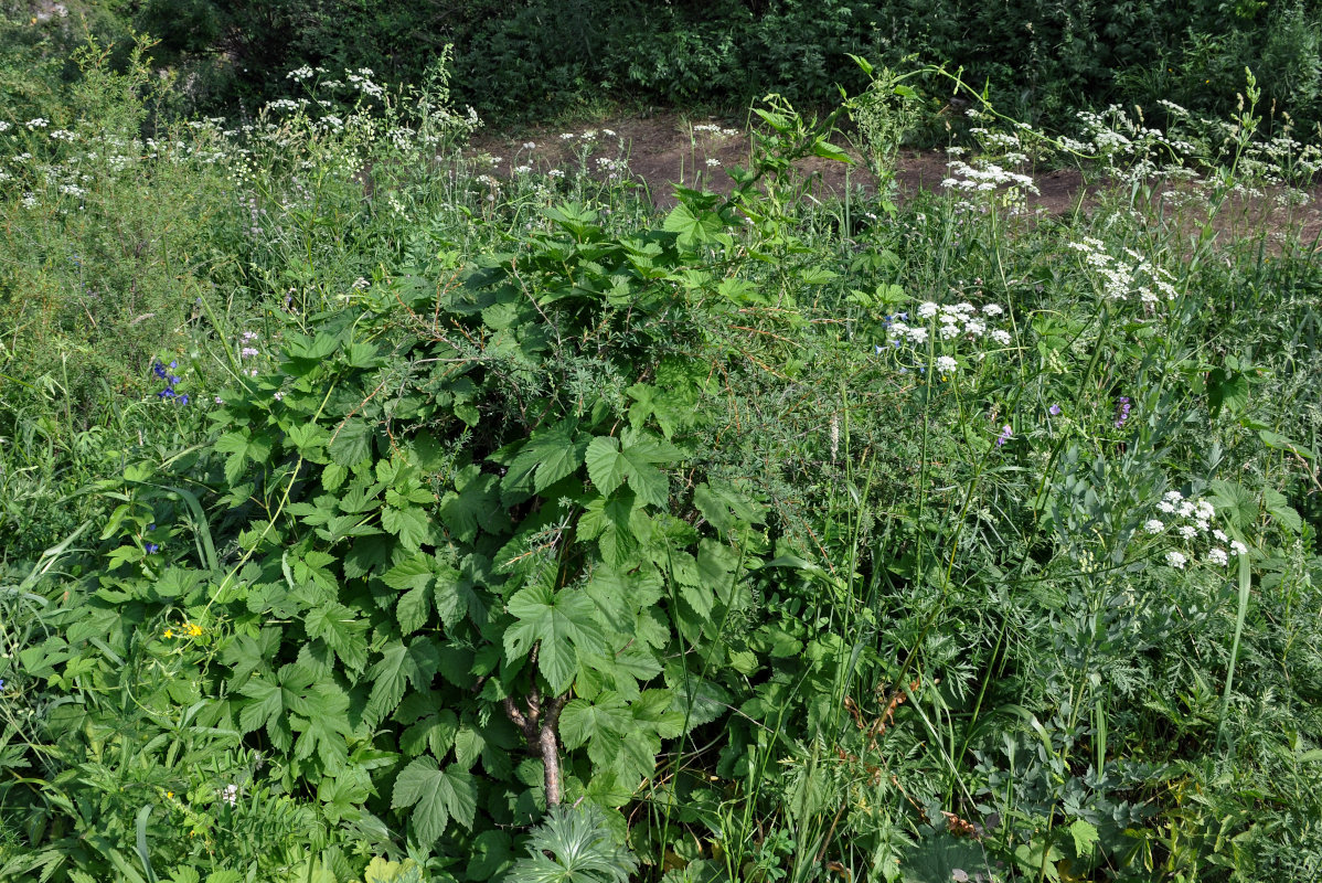 Изображение особи Humulus lupulus.