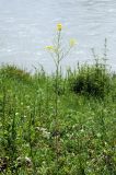 Sisymbrium loeselii. Цветущее и плодоносящее растение на каменистом лугу правого бегера р. Катунь. Республика Алтай, Чемальский р-н. 29.06.2010.