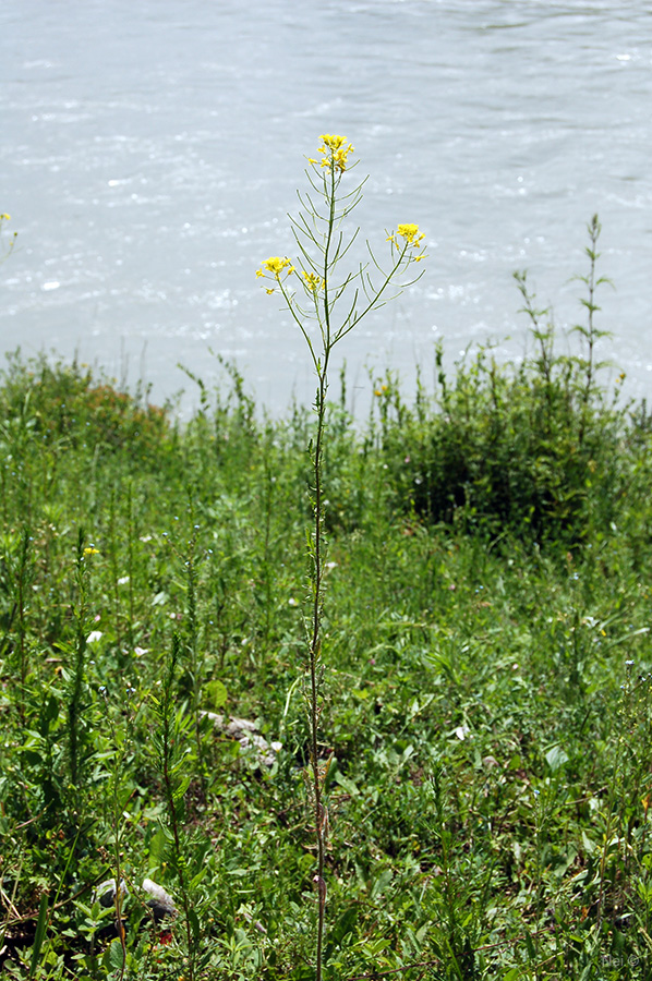 Image of Sisymbrium loeselii specimen.