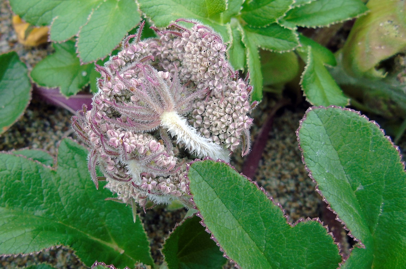 Image of Glehnia litoralis specimen.