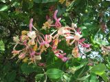 Lonicera caprifolium. Ветви с соцветиями. Крым, Байдарская долина. 15 мая 2010 г.