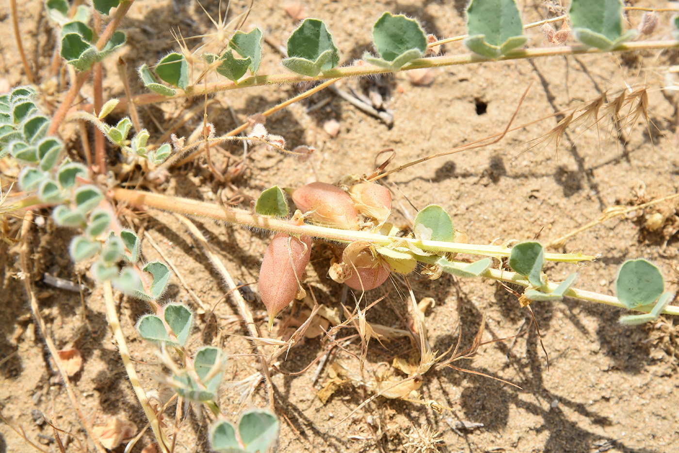 Image of Astragalus flexus specimen.