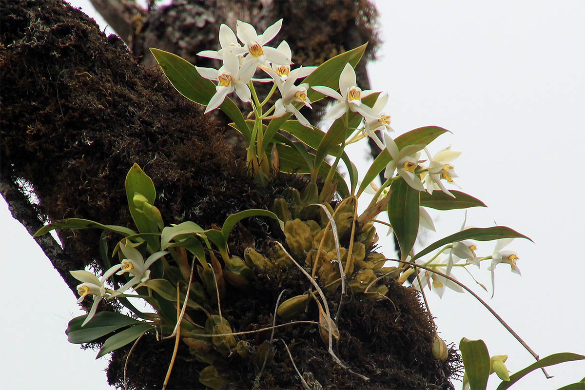 Изображение особи род Coelogyne.