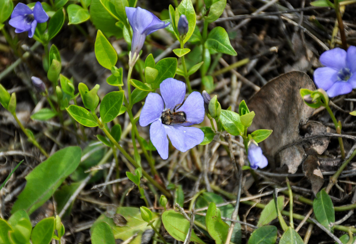 Image of Vinca minor specimen.