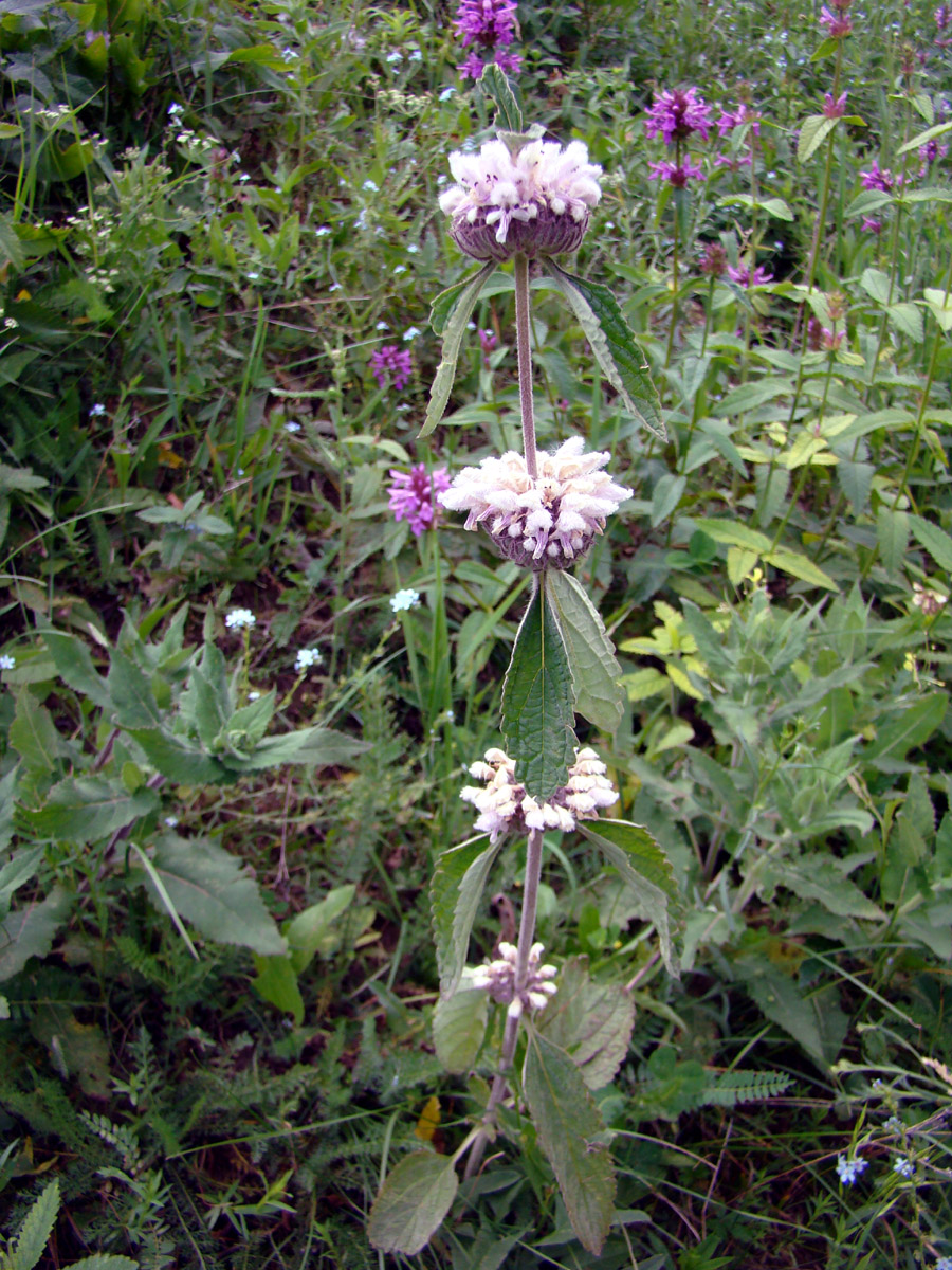 Изображение особи Phlomoides alaica.