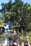 Cassia fistula. Плодоносящее растение. Индия, штат Раджастхан, округ Пали, национальный заповедник \"Кombhalgarh\". 09.12.2022.