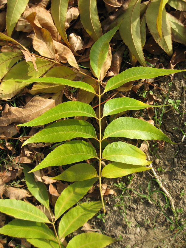 Image of Carya illinoinensis specimen.