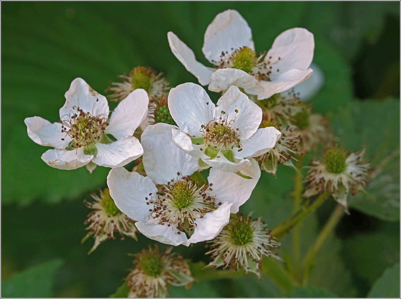 Изображение особи Rubus allegheniensis.