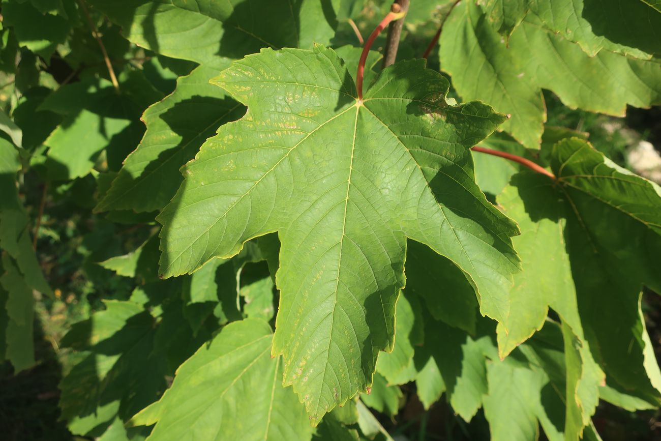 Image of Acer pseudoplatanus specimen.