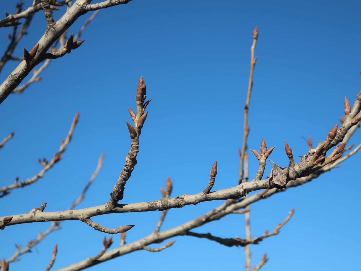 Image of genus Populus specimen.