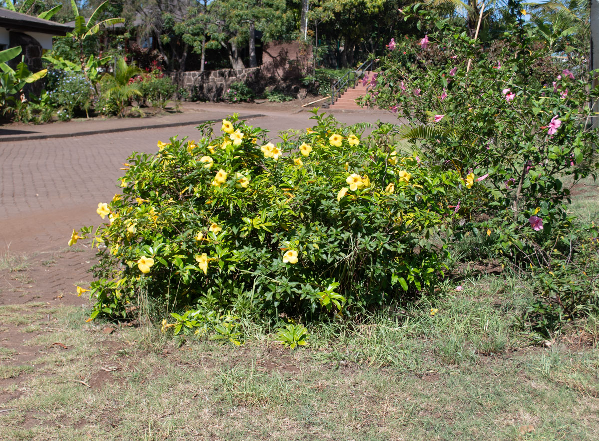 Image of Allamanda schottii specimen.