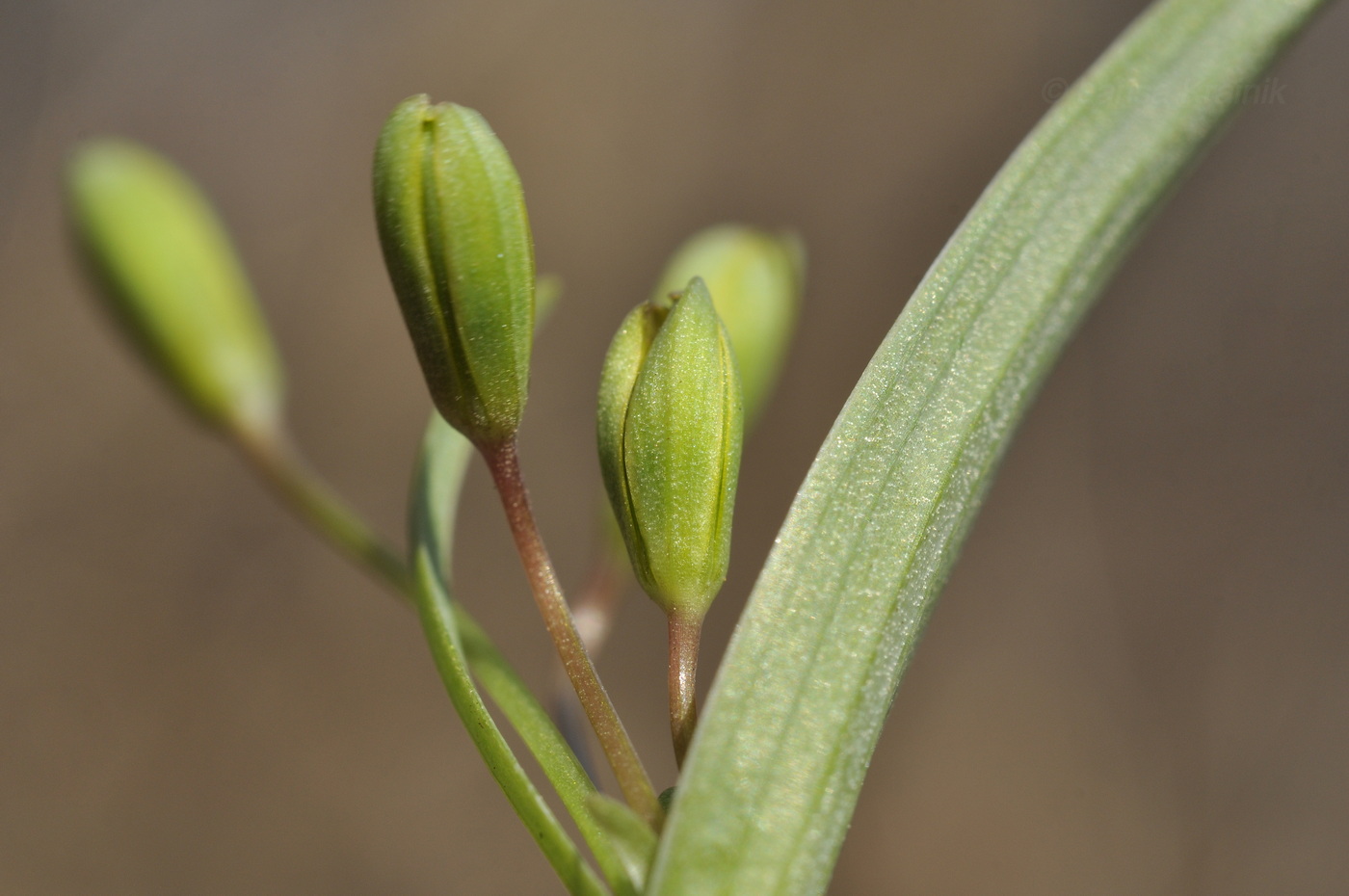 Image of genus Gagea specimen.