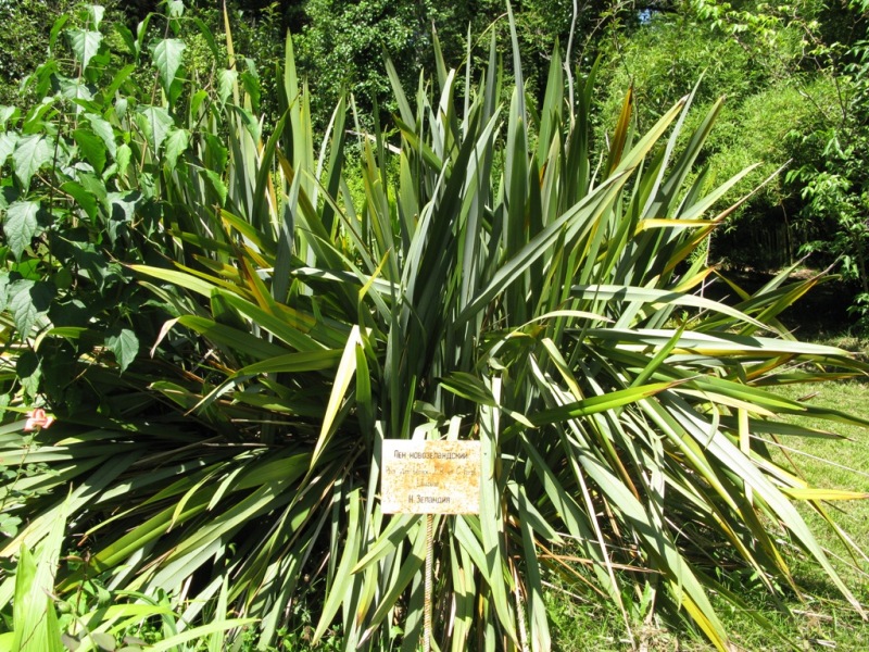 Image of Phormium tenax specimen.