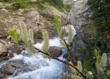 Salix kuznetzowii. Ветвь с мужскими соцветиями. Карачаево-Черкесия, Урупский р-н, Кавказский биосферный заповедник, Имеретинское ущелье, ≈ 2200 м н.у.м., скалы под Верхним Имеретинским водопадом. 28.07.2022.