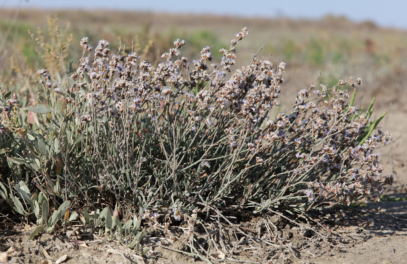 Image of Limonium suffruticosum specimen.