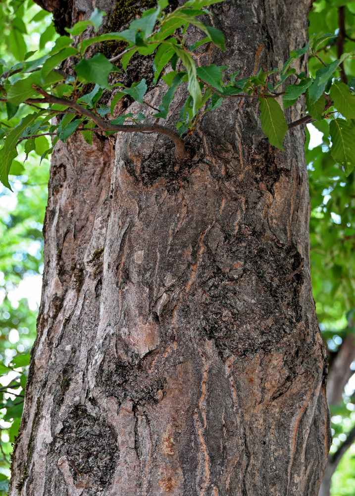 Image of Carpinus betulus specimen.