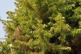 Juniperus подвид litoralis