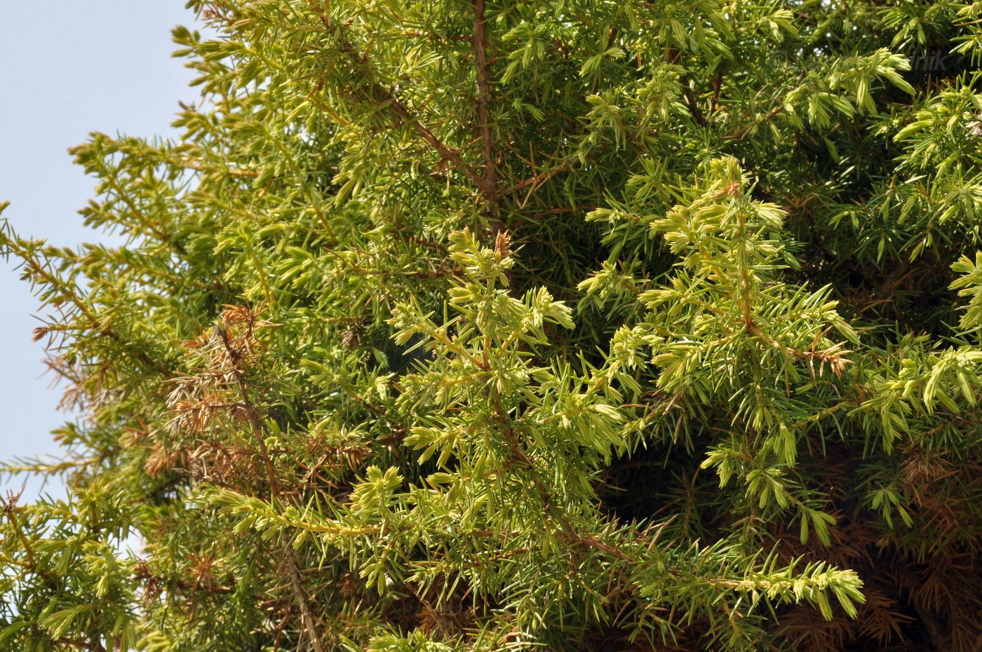Изображение особи Juniperus rigida ssp. litoralis.