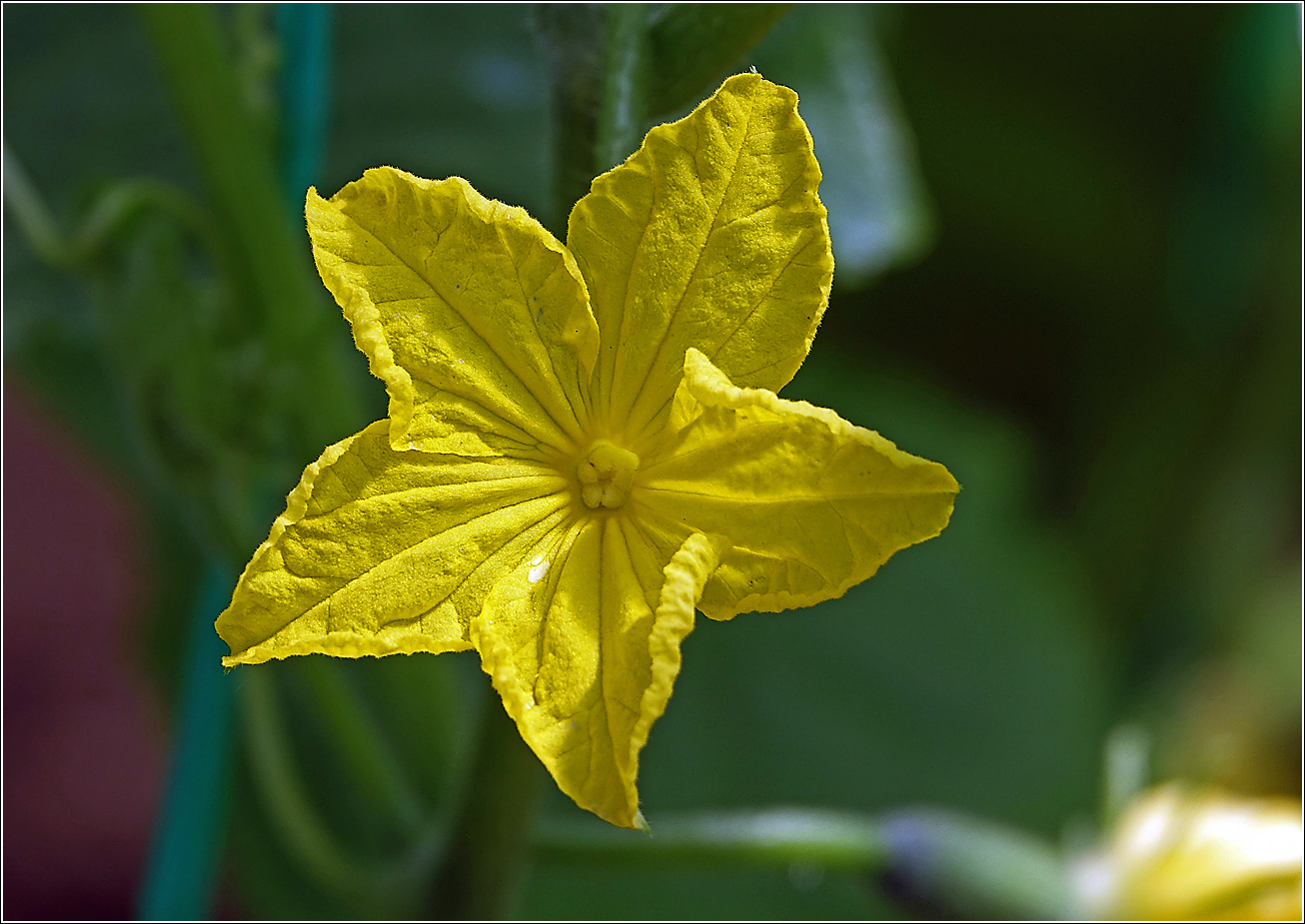 Изображение особи Cucumis sativus.