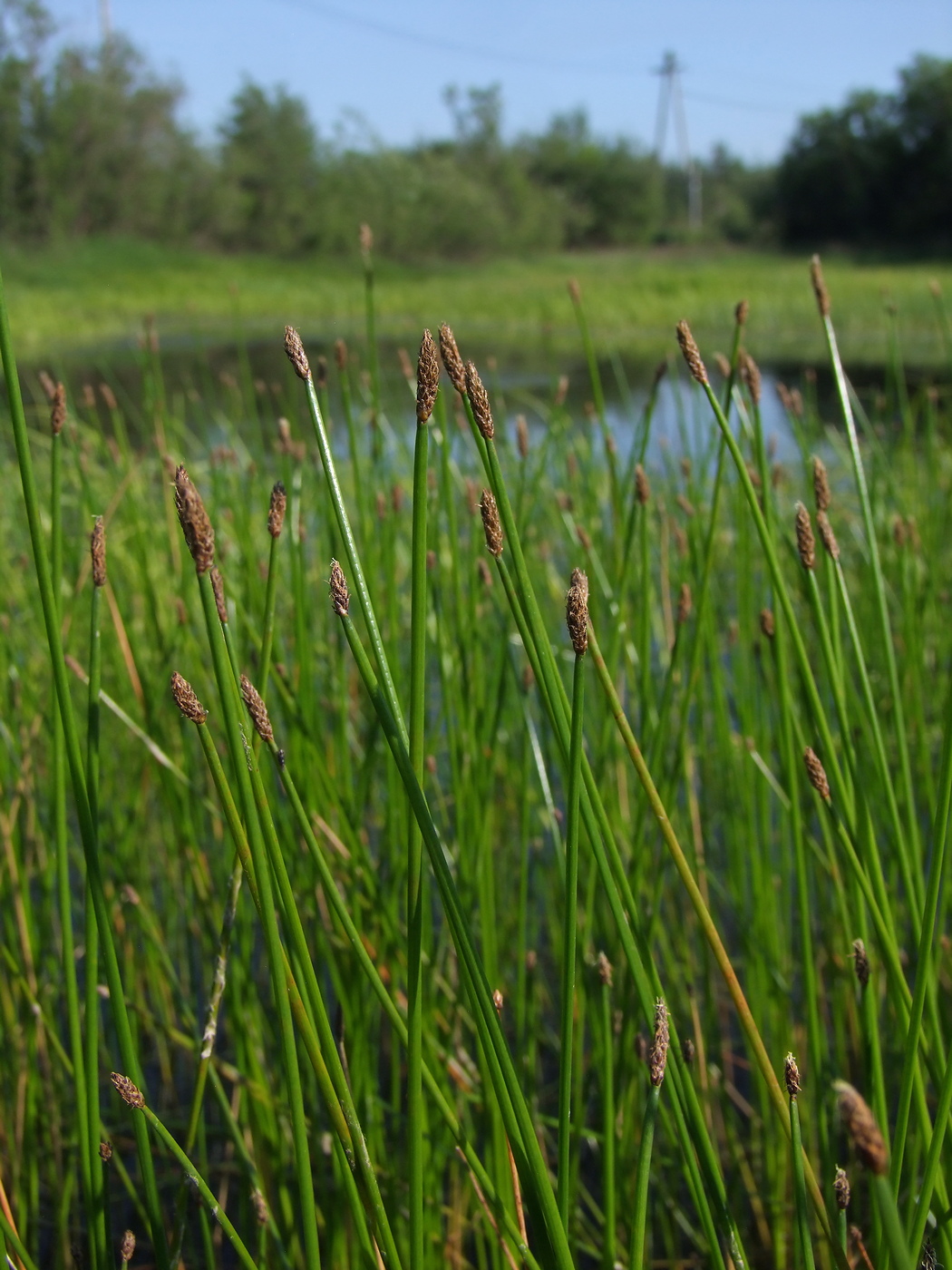 Изображение особи Eleocharis palustris.