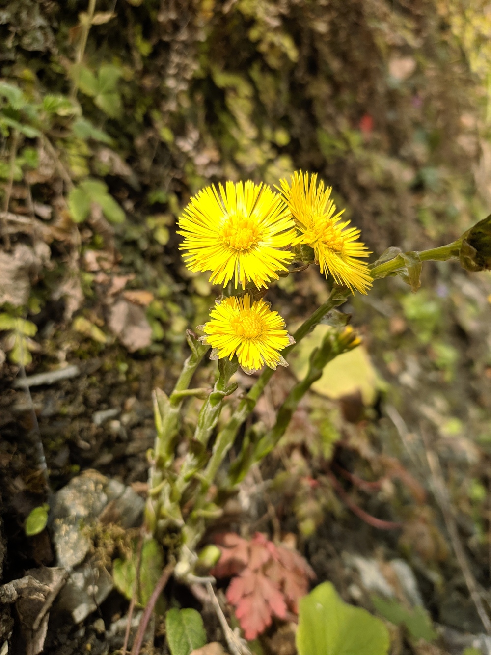 Image of Tussilago farfara specimen.