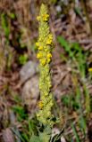 Verbascum thapsus