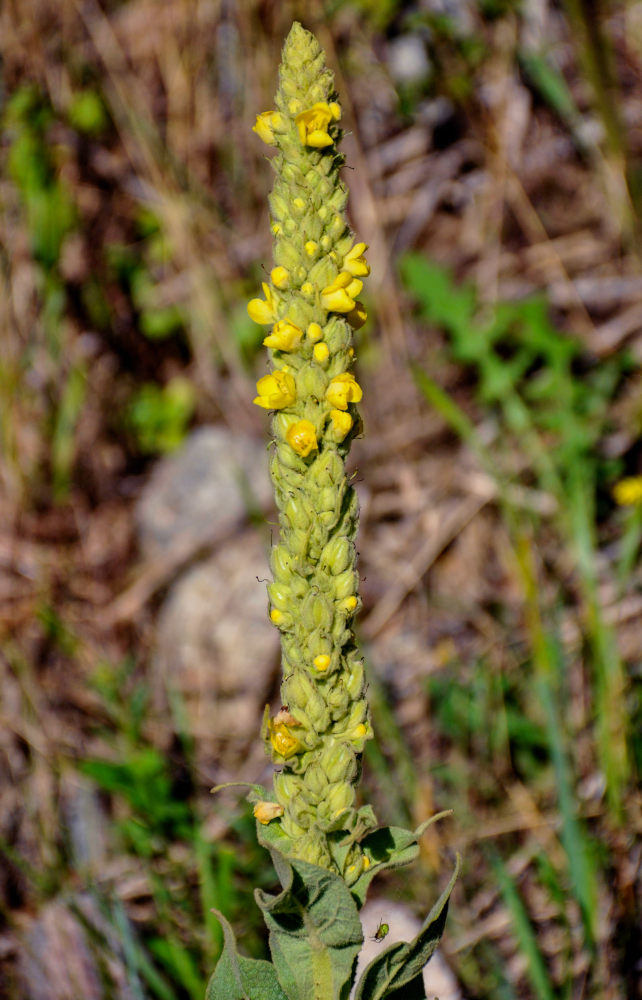 Image of Verbascum thapsus specimen.