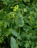 Bupleurum longifolium подвид aureum. Верхушка расцветающего растения. Красноярский край, Берёзовский р-н, долина р. Мана, опушка смешанного леса. 06.06.2022.