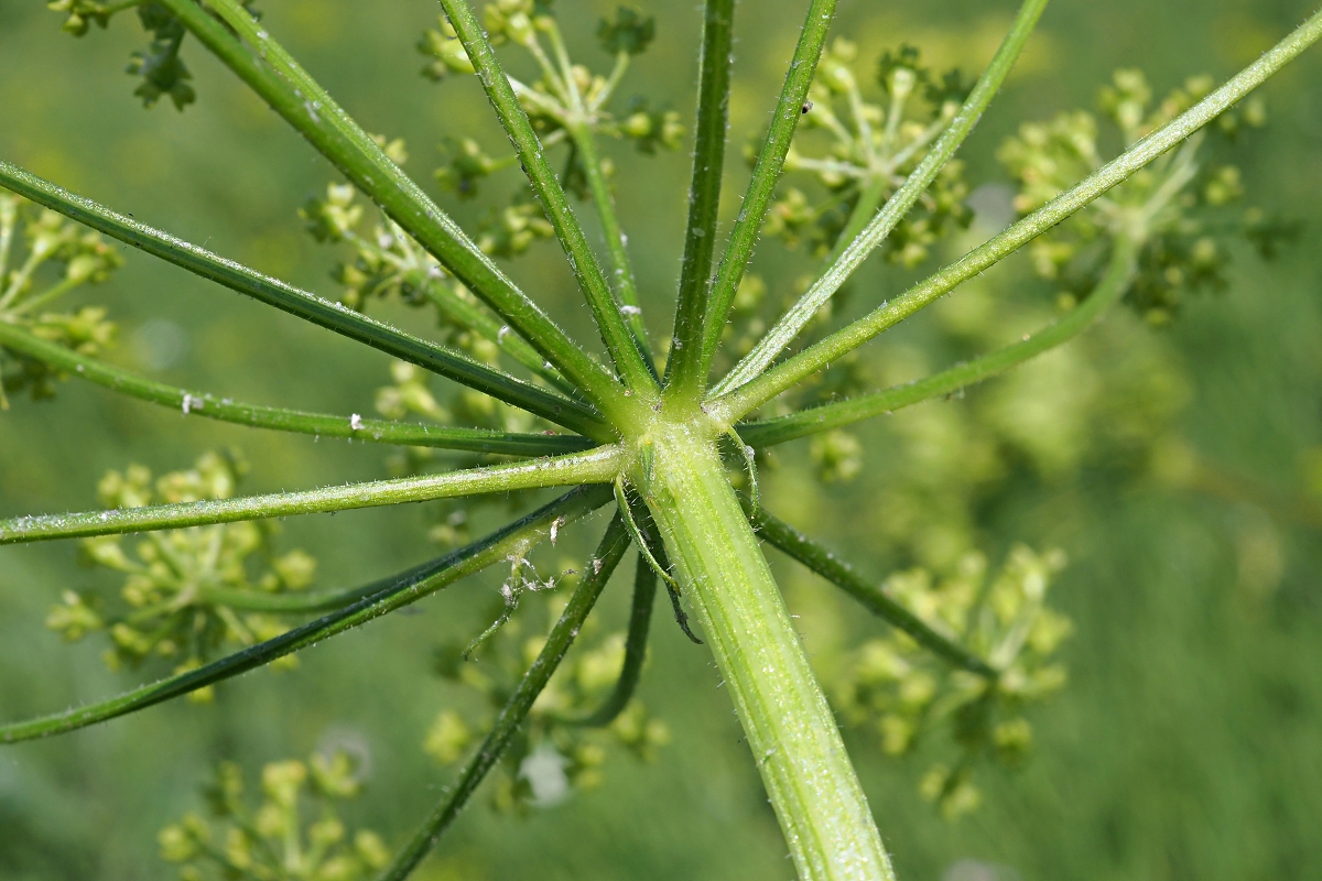 Image of Heracleum sibiricum specimen.